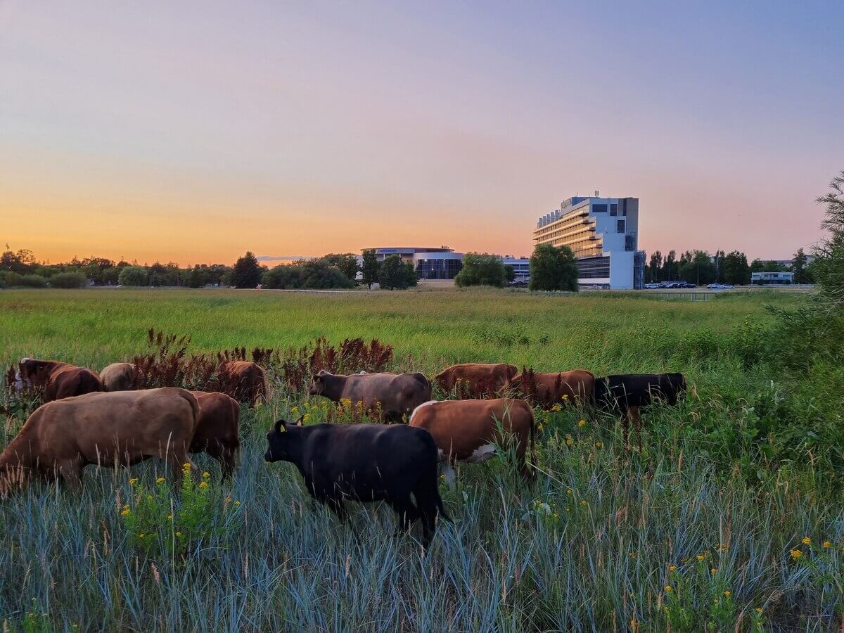kühe grasen in pärnu estland